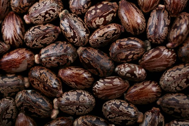 Castor Beans Used In Making Of Biological Weapons
